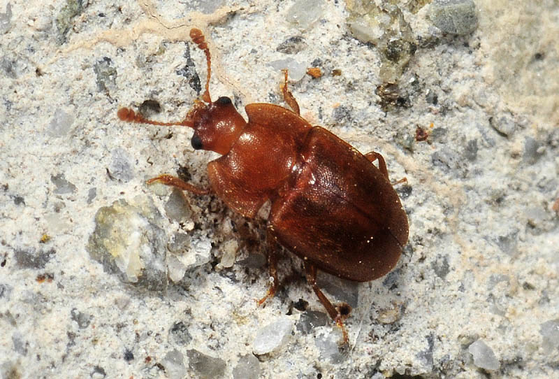 Epuraea sp. (aestiva?), Nitidulidae